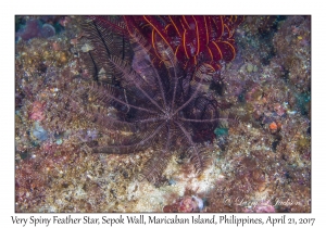 Very Spiny Feather Star