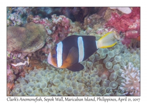 Clark's Anemonefish