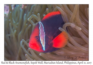 Red & Black Anemonefish