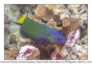 Crescent Wrasse