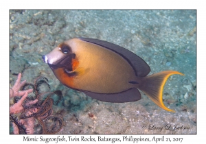 Mimic Surgeonfish