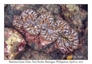 Maxima Giant Clam