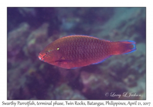Swarthy Parrotfish