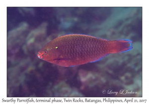 Swarthy Parrotfish