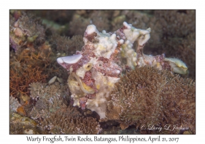 Warty Frogfish