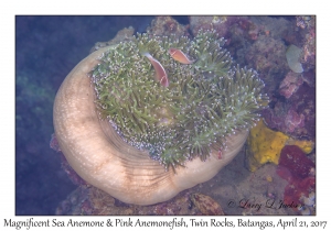 Magnificent Sea Anemone & Pink Anemonefish