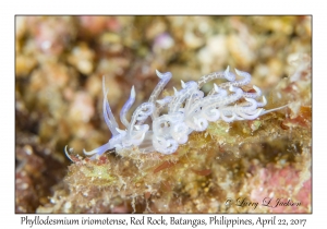 Phyllodesmium iriomotense