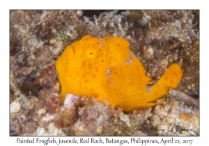 Painted Frogfish