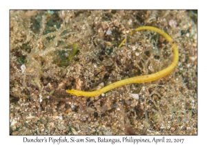 Duncker's Pipefish