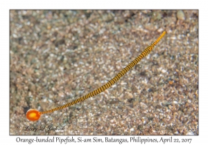 Orange-banded Pipefish