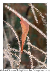 Ocellated Tozeuma Shrimp