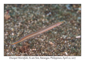 Onespot Wormfish