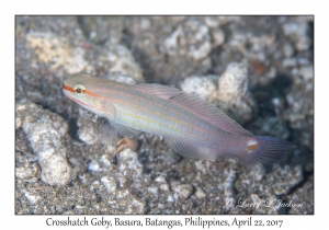 Crosshatch Goby