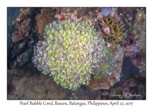 Pearl Bubble Coral