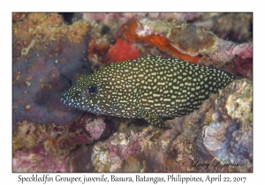 Speckledfin Grouper