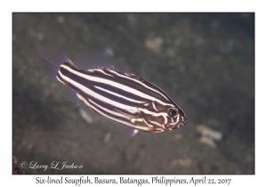 Six-lined Soapfish