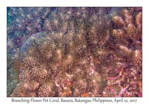 Branching Flower Pot Coral