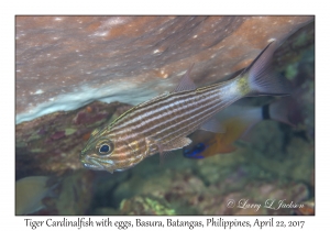 Tiger Cardinalfish