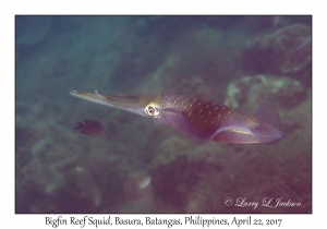 Bigfin Reef Squid