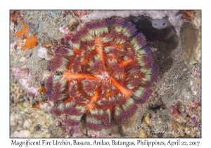 Magnificent Fire Urchin