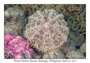 Flower Urchin