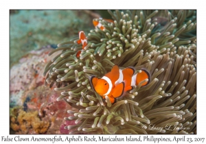 False Clown Anemonefish