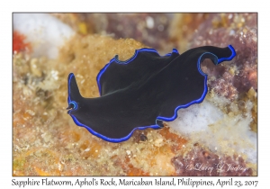 Sapphire Flatworm