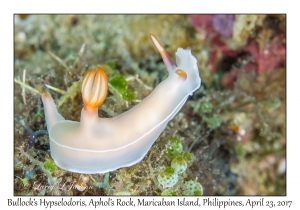 Bullock's Hypselodoris