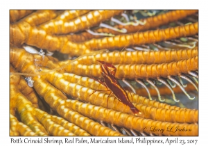 Pott's Crinoid Shrimp