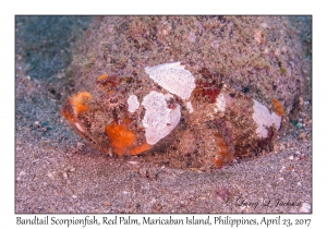 Bandtail Scorpionfish