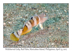 Widebarred Goby