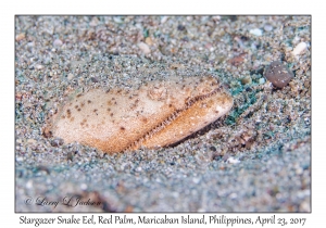 Stargazer Snake Eel