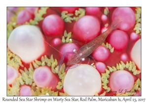 Rounded Sea Star Shrimp on Warty Sea Star