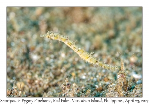 Shortpouch Pygmy Pipehorse