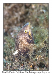 Marbled Snake Eel