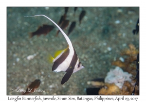 Longfin Bannerfish