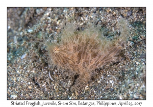 Striated Frogfish