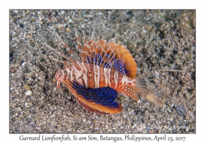 Gurnard Lionfish