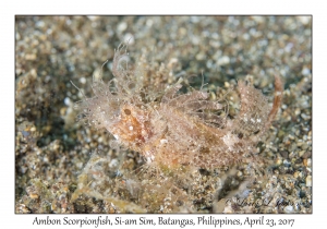 Ambon Scorpionfish