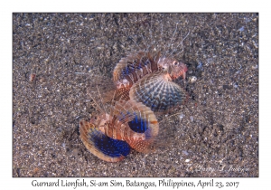 Gurnard Lionfish