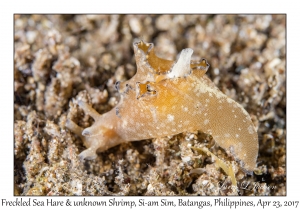 Freckled Sea Hare & two shrimp