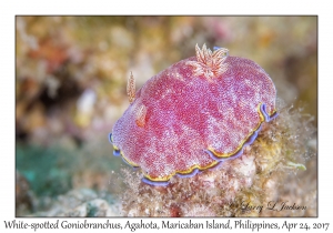 White-spotted Goniobranchus