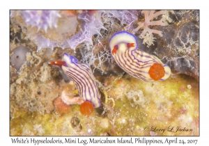 White's Hypselodoris