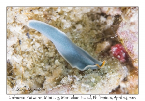 Unknown Flatworm