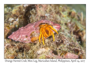 Orange Hermit Crab