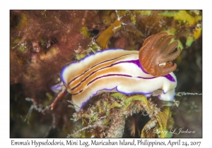 Emma's Hypselodoris