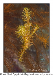 Ornate Ghost Pipefish