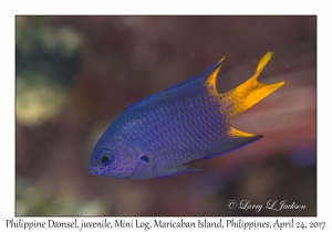 Philippine Damsel