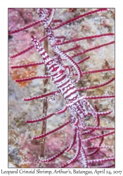 Leopard Crinoid Shrimp