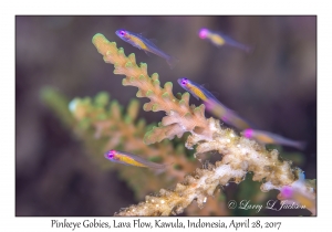 Pinkeye Gobies